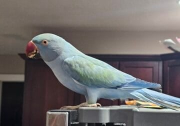 Indian Ringneck for sale woth cage