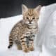 F1 Savannah Kittens for sale March 29th 2025
