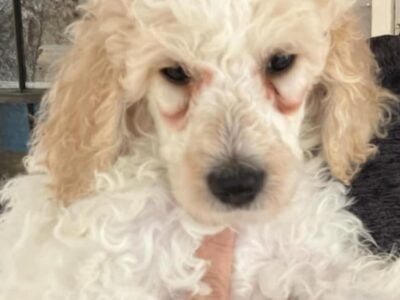Akc standard poodle