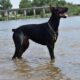 AKC Doberman puppies