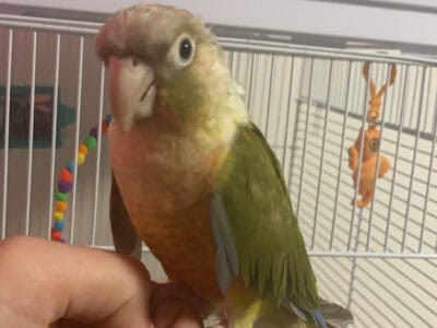 parrot