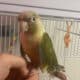 parrot