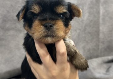 Max- Yorkie
