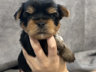 Max- Yorkie