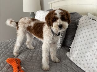 Meet Oliver “Ollie” -9 month old Mini Goldendoodle