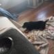 Puppy for sale