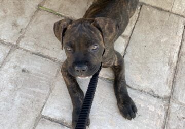 Cane Corso Beautiful 11 Week Old Puppy AKC Reg.