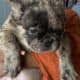 Fluffy and carrier French Bulldogs