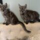 European Black Smoke Maine Coon