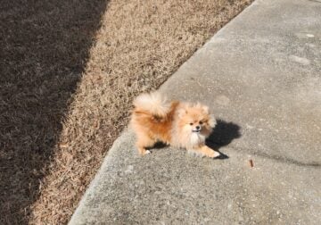Nugget
