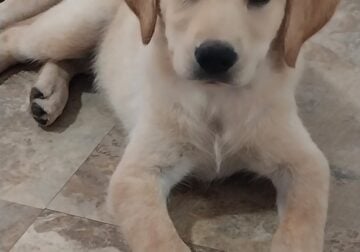 3rd Generation, pure breed, Full blooded Labs