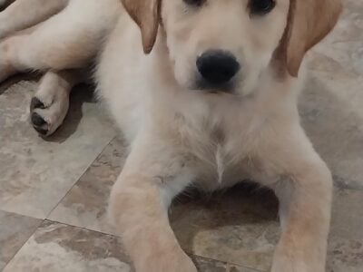 3rd Generation, pure breed, Full blooded Labs