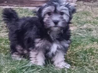 Robotnik Coton de Tulear APRI Mother’s day special