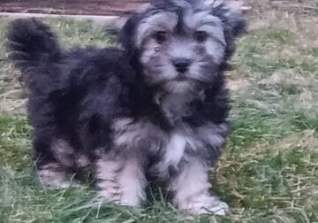 Robotnik Coton de Tulear APRI Mother’s day special