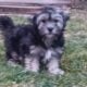 Robotnik Coton de Tulear APRI Mother’s day special