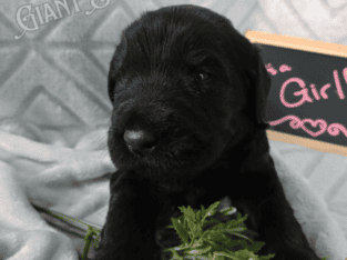 Giant Schnauzer Puppies Available!