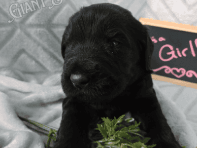Giant Schnauzer Puppies Available!