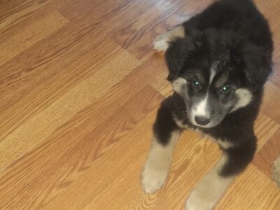 Husky mix puppies