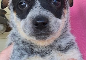 Blue Heeler Puppies