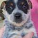 Blue Heeler Puppies