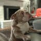 Mini AKC Bulldog – Lilac Fawn Mini – Ready for
