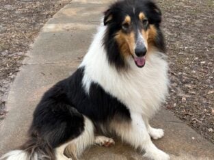 Rough Collie Tricolor Male