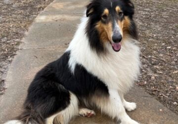 Rough Collie Tricolor Male