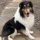 Rough Collie Tricolor Male