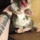 Blue merle fluffy French bulldog puppy