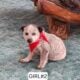 Blue Heeler/Red heeler puppies!