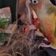 green cheek