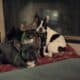 Tri color AKC French bulldog puppy