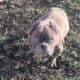 Micro American bully