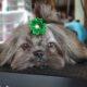 Ewok Naturally-Reared