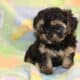ICA registered Yorkiepoo