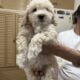 Super cute last male Bichon puppy