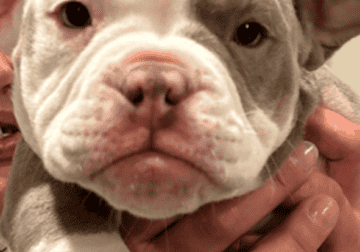 8 week old min bully.