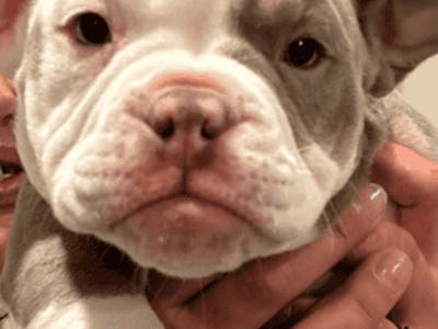 8 week old min bully.