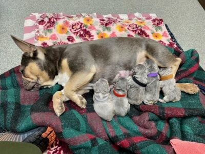 Tri Colored French Bulldogs have arrived!