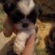 Imperial shih Tzu