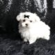 Poppy AKC Maltese