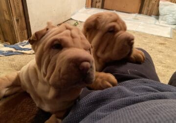 For sale to good homes