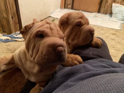 For sale to good homes