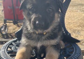 German Shepherd Puppies AKC 2-7