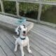 Great Dane Puppy 11mos – $800 (Cambridge)