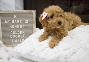 Female Golden Doodle puppy