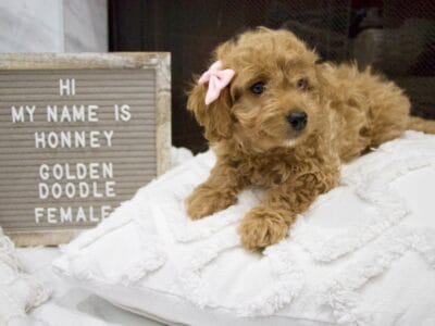 Female Golden Doodle puppy
