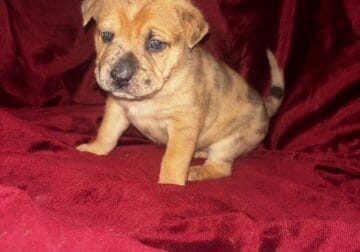Sharpei mix puppies