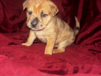 Sharpei mix puppies