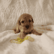 Miniature Poodles Red and Apricot